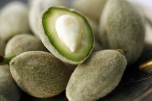 fresh-almonds-550x3662